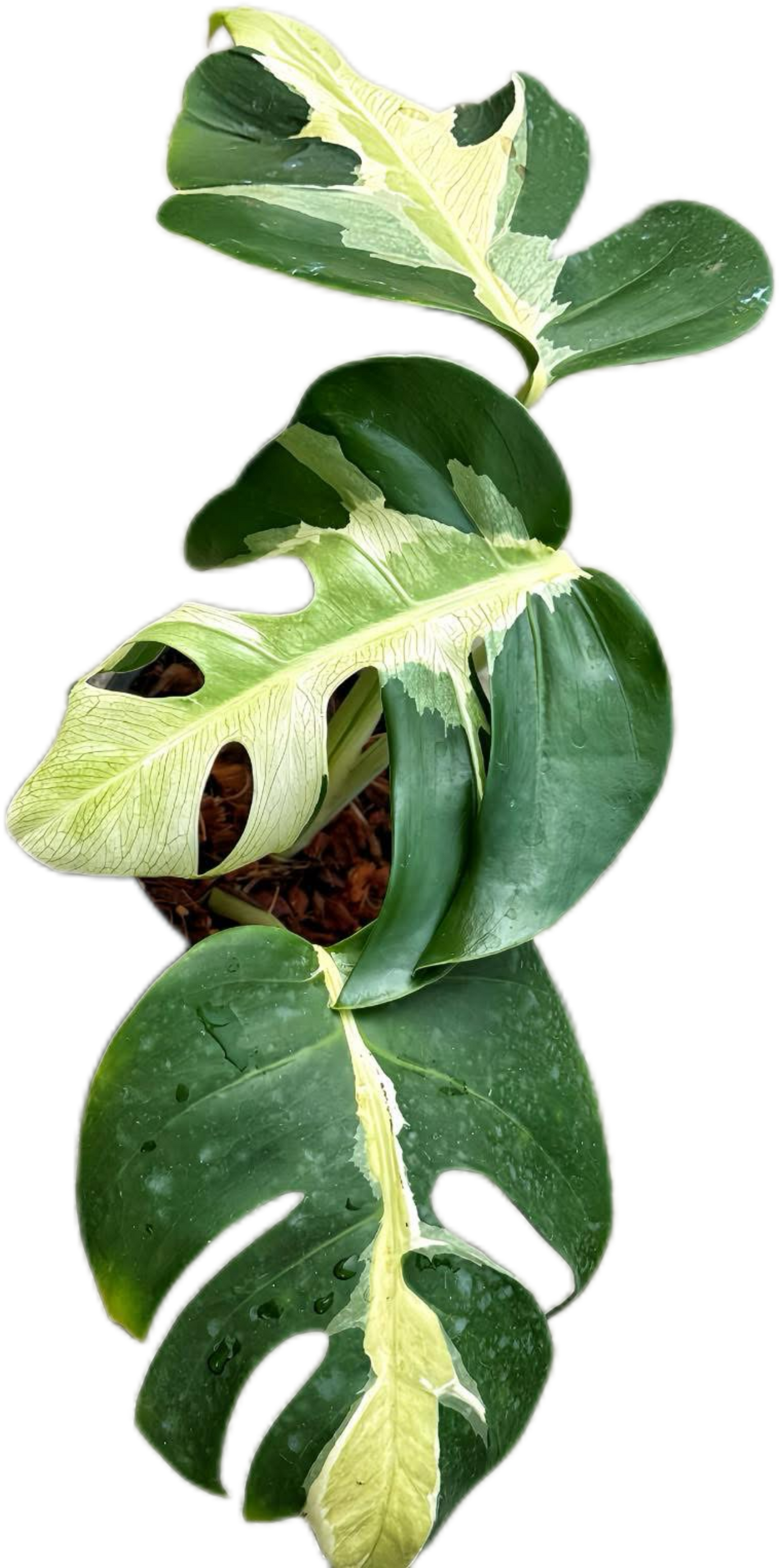 Monstera Deliciosa “White Lava” Variegated 