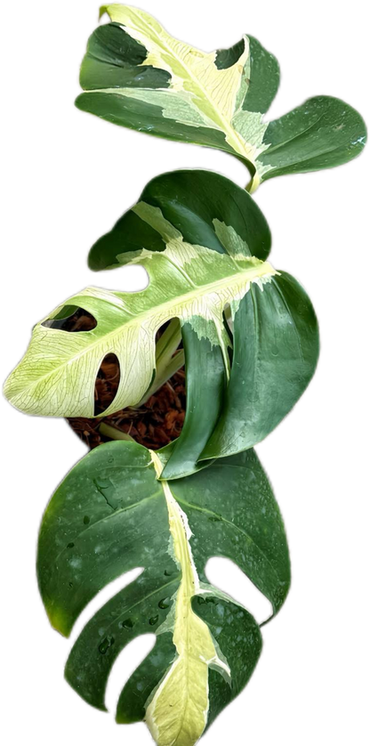 Monstera Deliciosa “White Lava” Variegated 