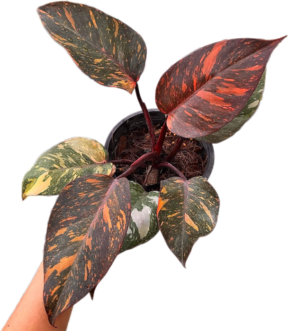 Philodendron Orange Princess Fire Galaxy Variegated