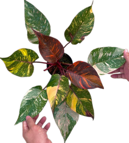 Philodendron Orange Princess Fire Galaxy Variegated