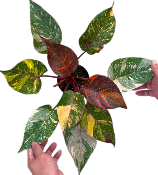 Philodendron Orange Princess Fire Galaxy Variegated