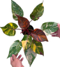Philodendron Orange Princess Fire Galaxy Variegated