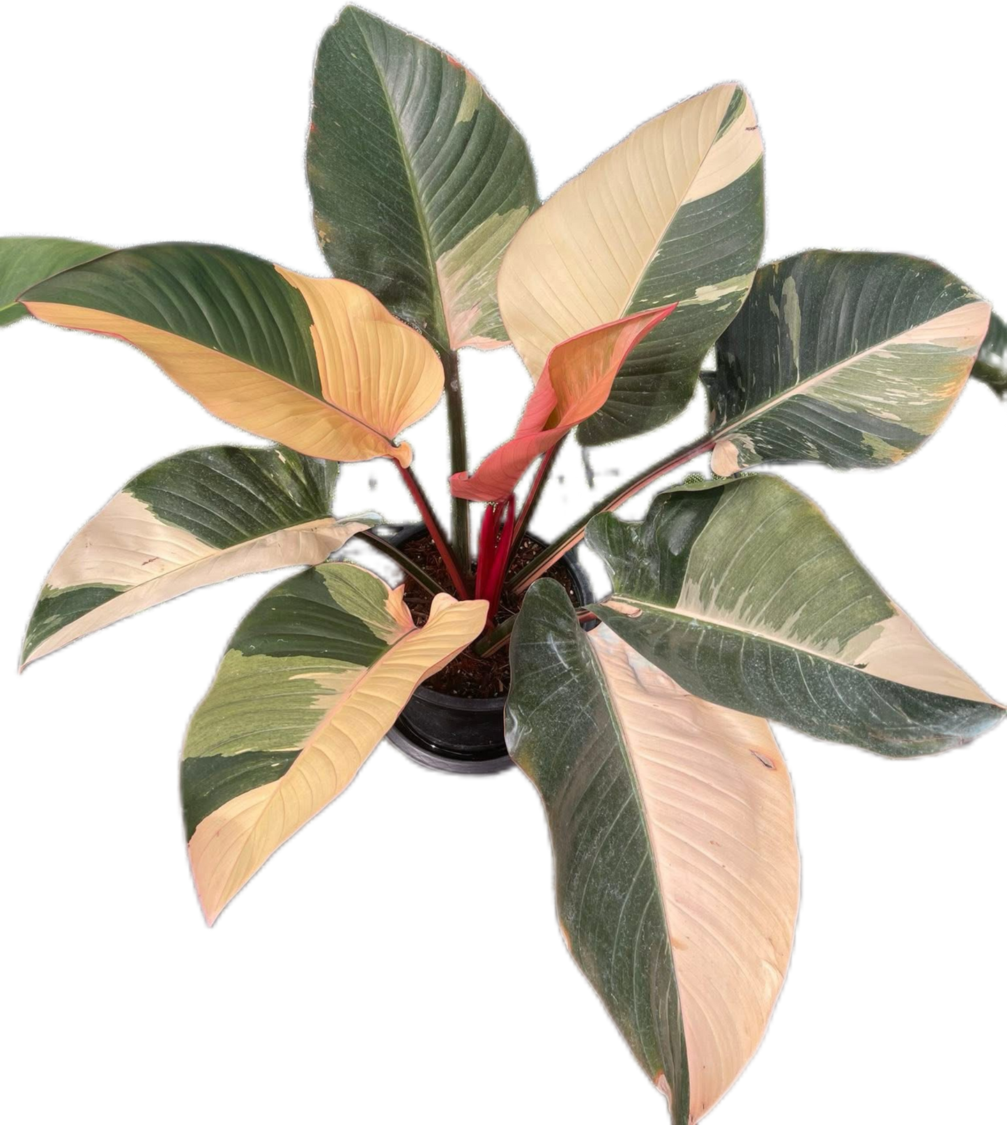 Philodendron Red Congo Variegated Big Size 