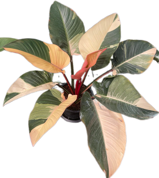 Philodendron Red Congo Variegated Big Size 