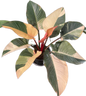 Philodendron Red Congo Variegated Big Size 