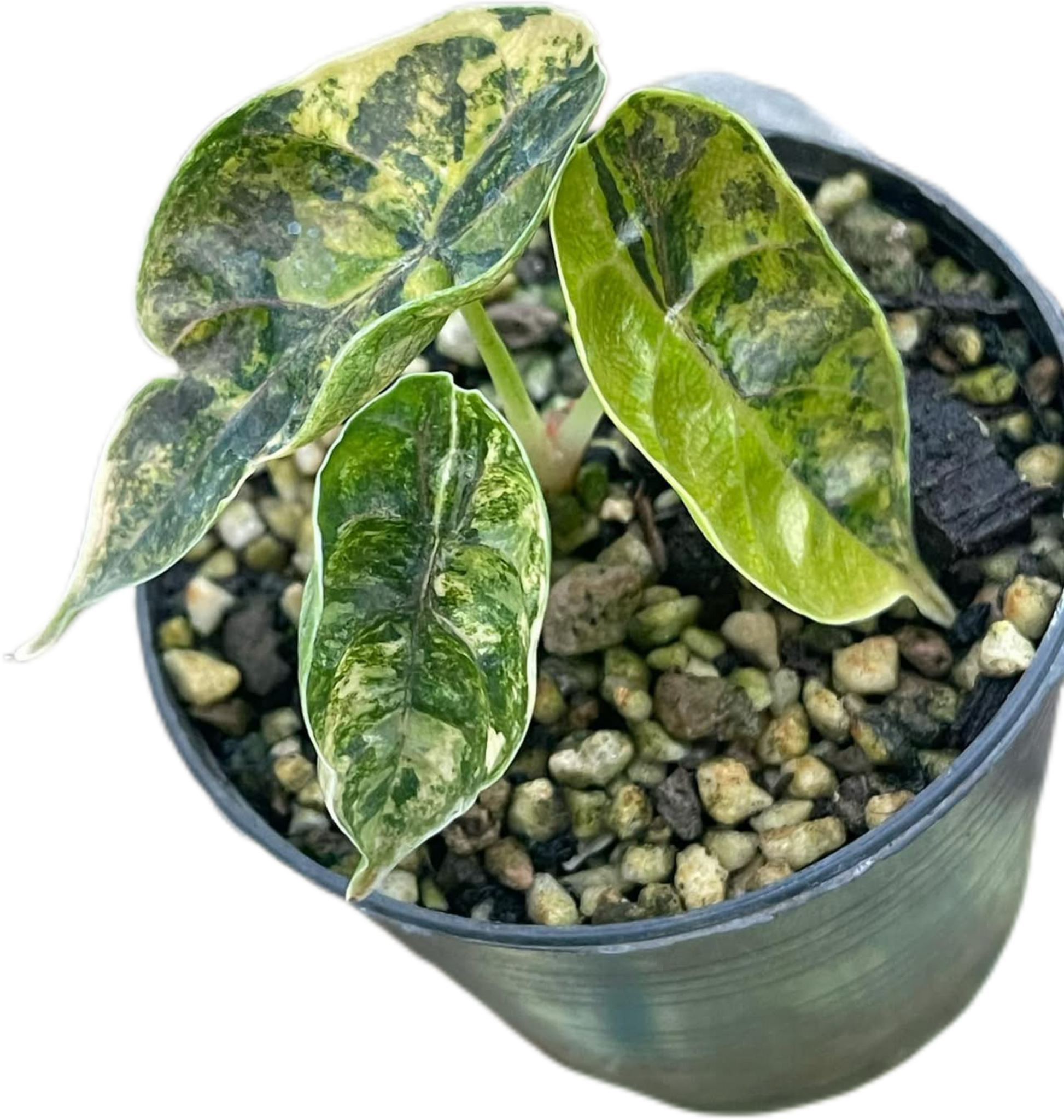 Alocasia Azlanii 'Aurea Variegated