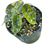 Alocasia Azlanii 'Aurea Variegated