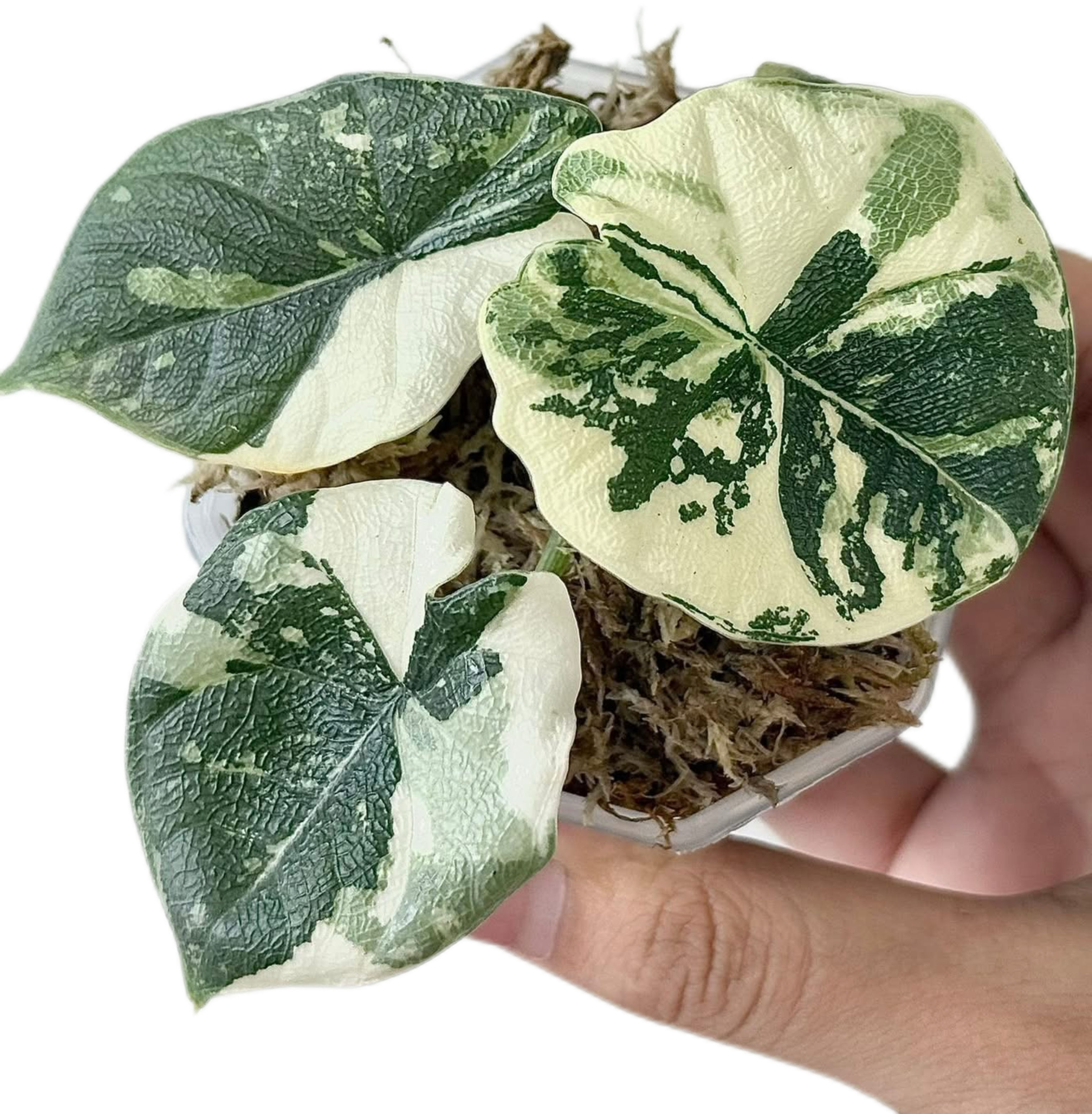 e*c様 アロカシア メロ アルボ 斑入り TC アロカシア メロ アルボ