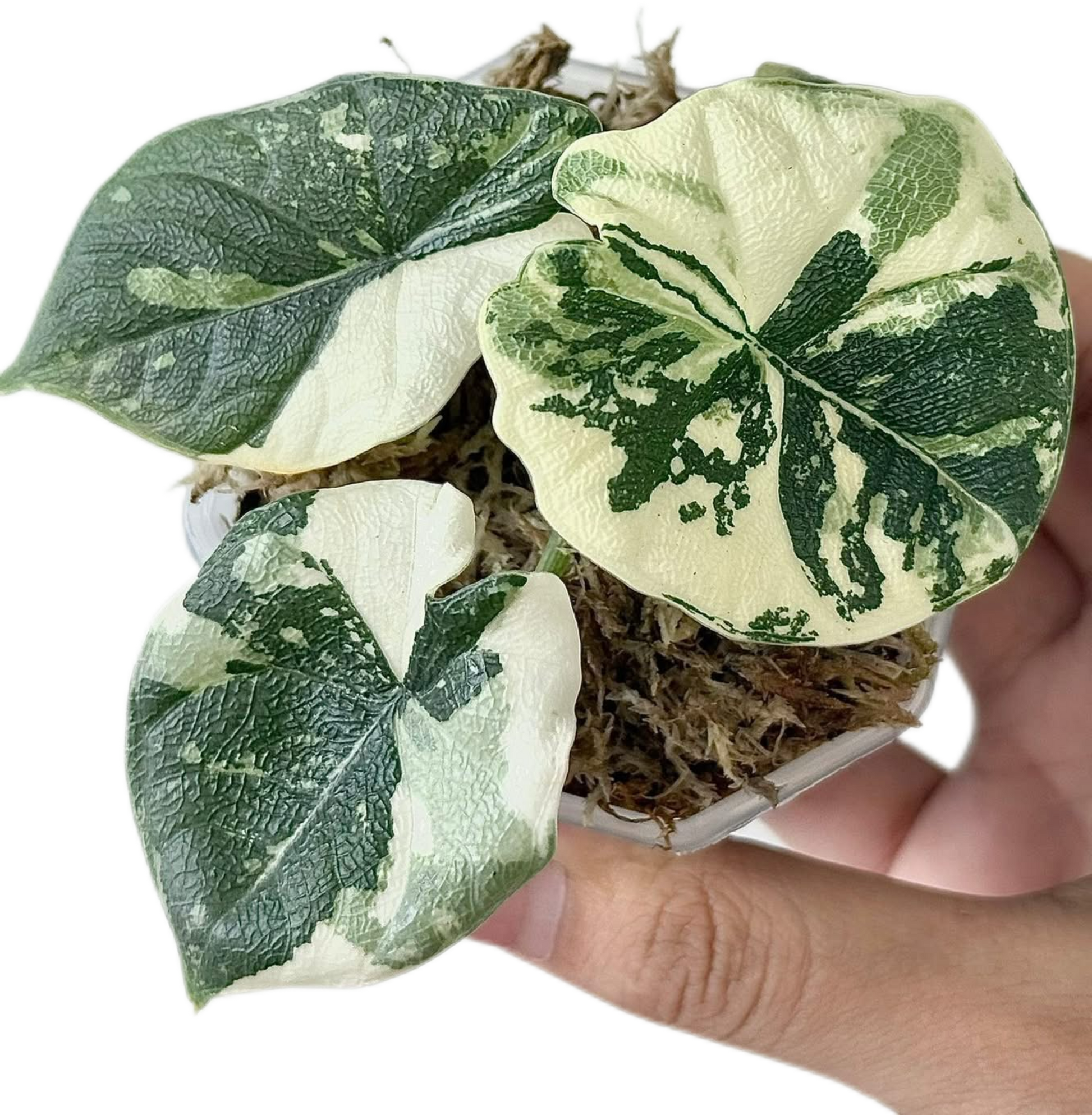 Buy Alocasia Melo Albo Variegated | Thailand Export Buy Alocasia Melo Albo Variegated | Thailand Export