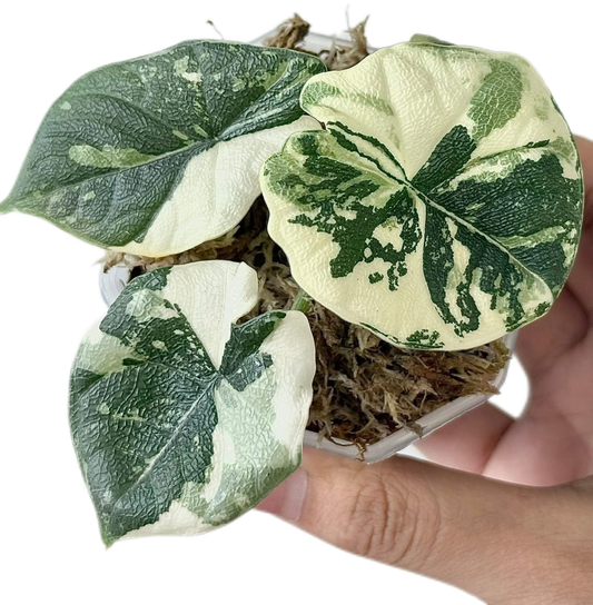 Alocasia Melo Albo Variegated
