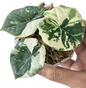 Alocasia Melo Albo Variegated