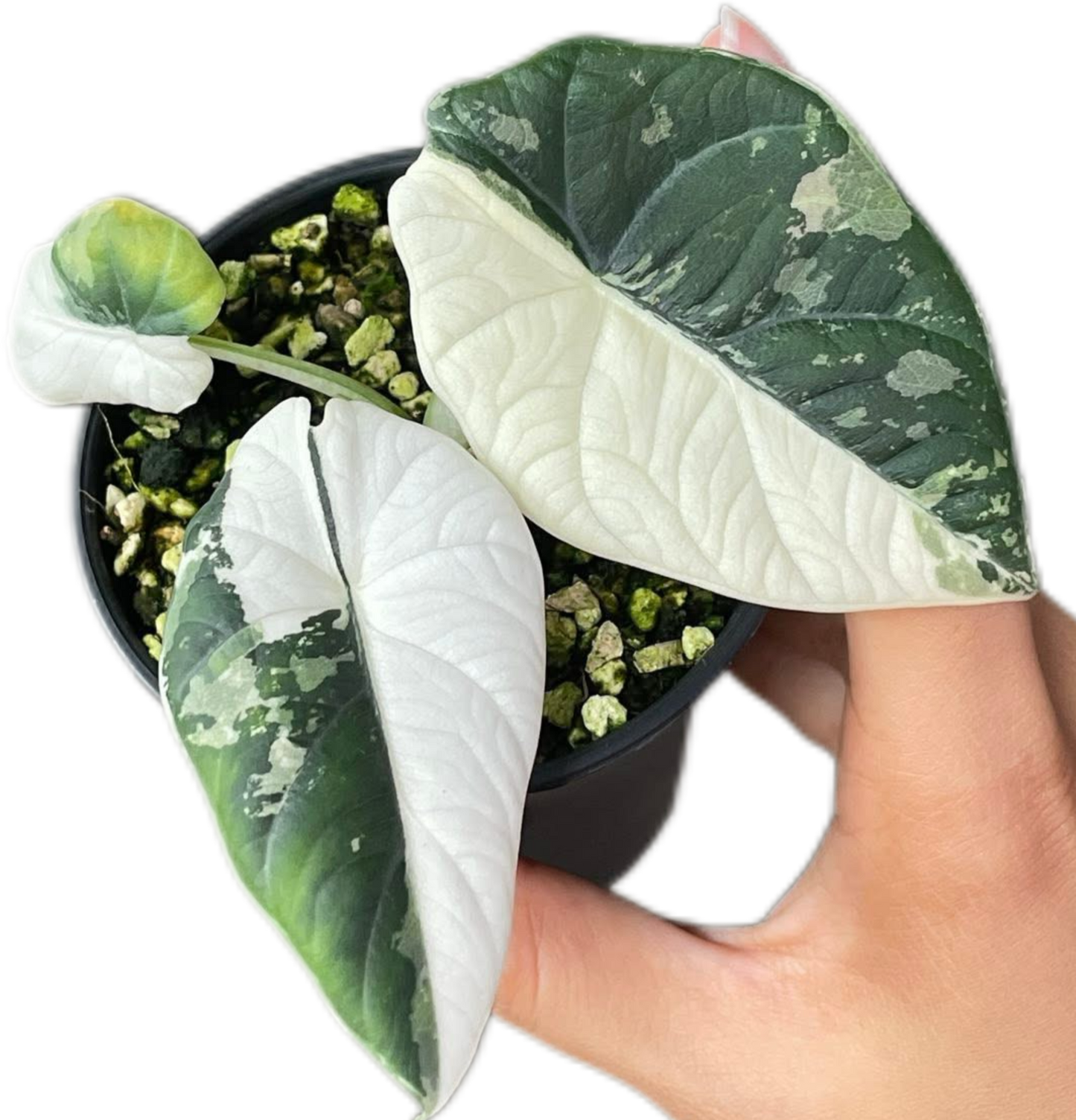 Alocasia Maharani Albo Variegated