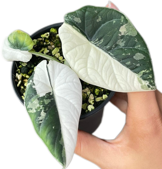 Alocasia Maharani Albo Variegated