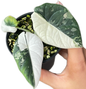 Alocasia Maharani Albo Variegated