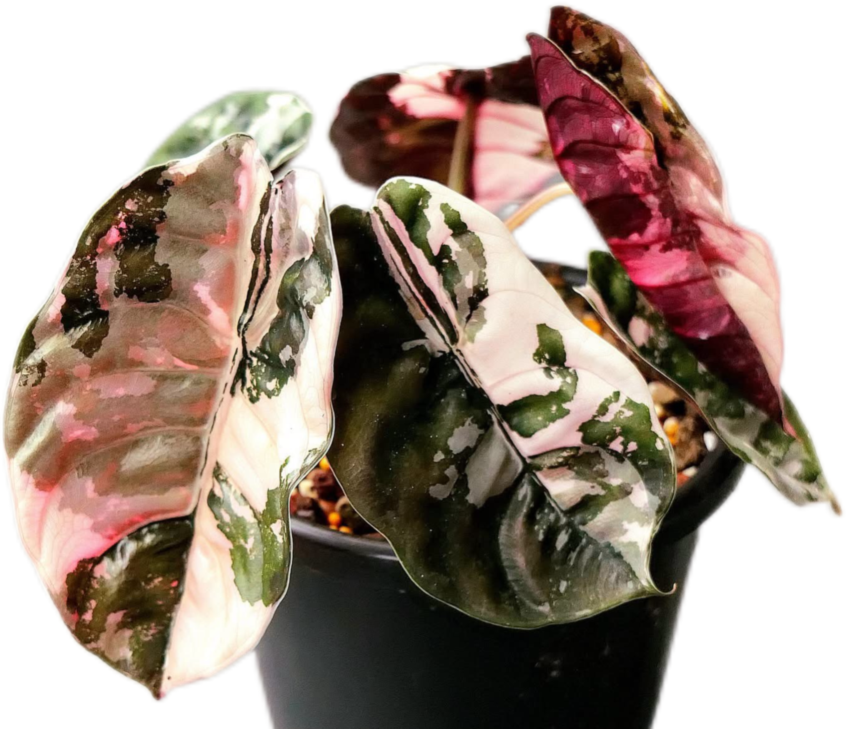 Alocasia cuprea pink var⁄ アロカシア クプレア ピンク Alocasia