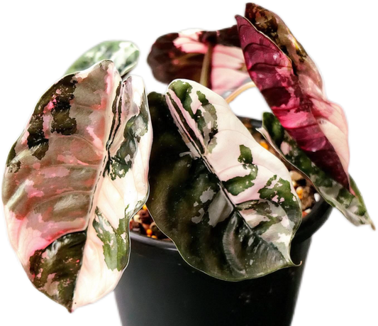 Alocasia Cuprea 'Red Secret Pink