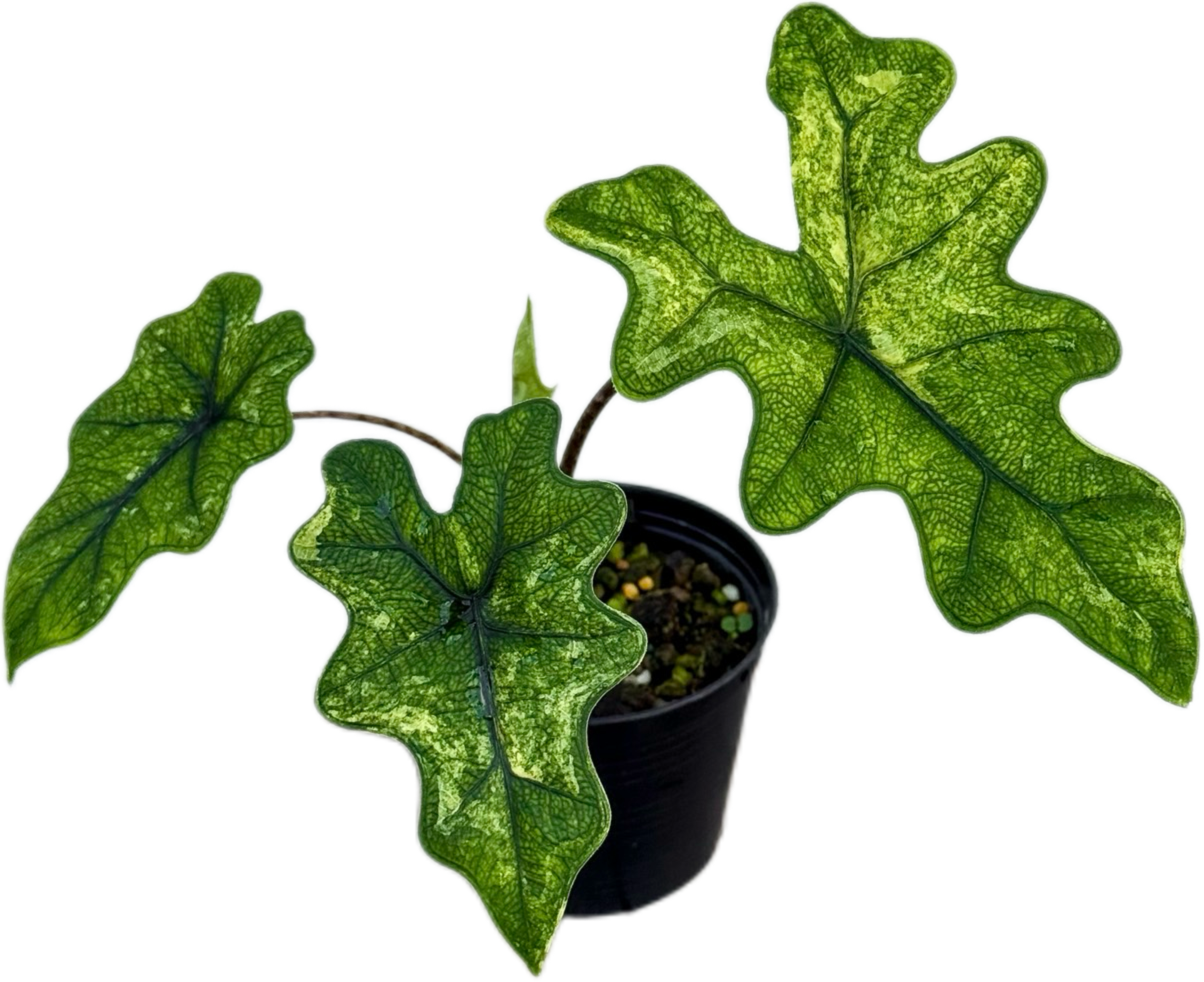Alocasia Jacklyn Mystic Variegated アロカシア ジャックリン