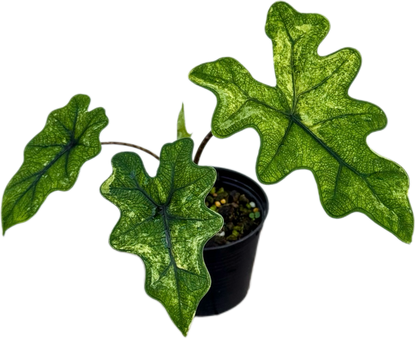 Alocasia Jacklyn 'Aurea Variegated
