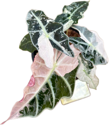 Alocasia Amazonica Pink -Albo Variegated