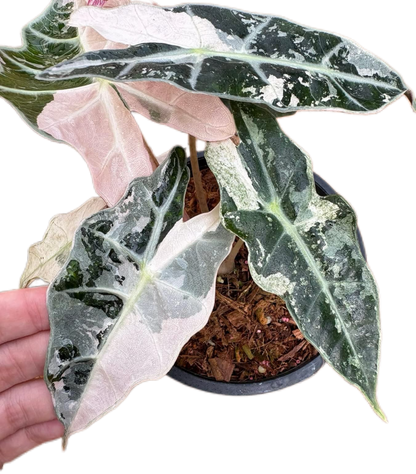 Alocasia Amazonica Pink -Albo Variegated