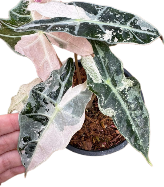 Alocasia Amazonica Pink -Albo Variegated