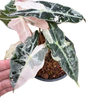 Alocasia Amazonica Pink -Albo Variegated