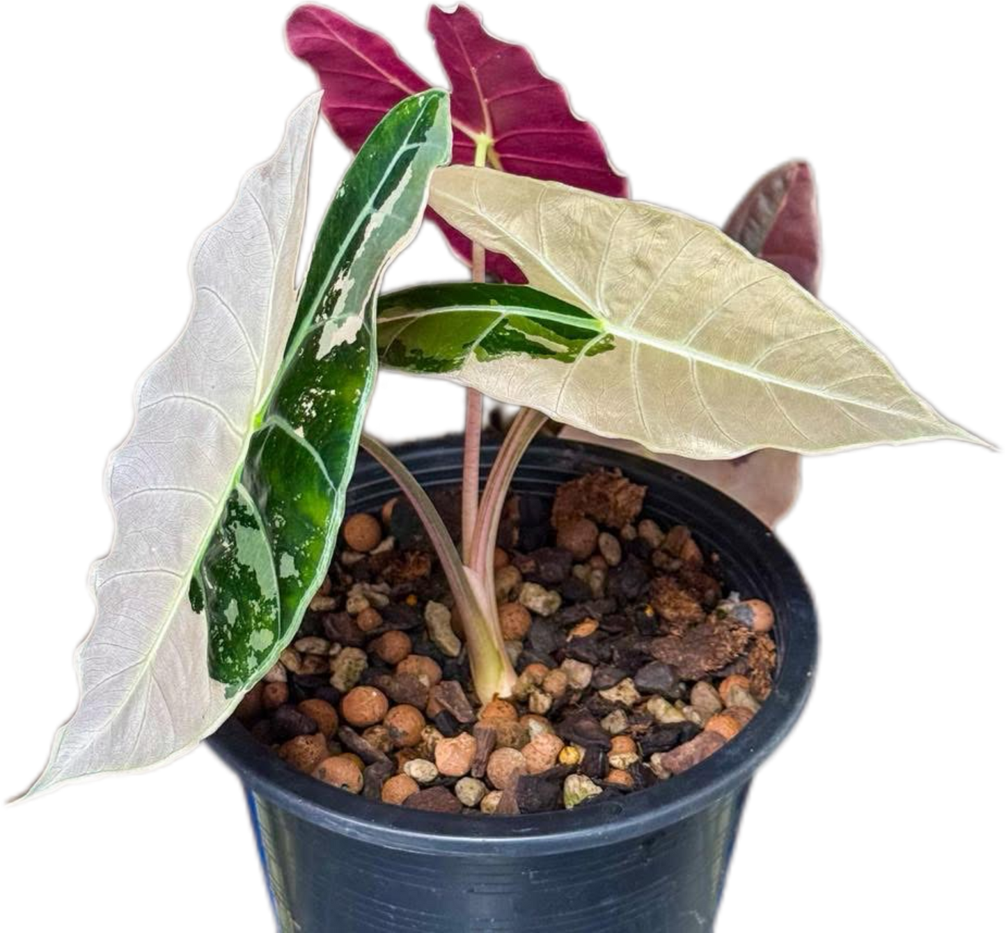 確認用アロカシア　ピンク斑入alocasia longiloba miq var Alocasia longiloba variegated (back leaf pink) (6