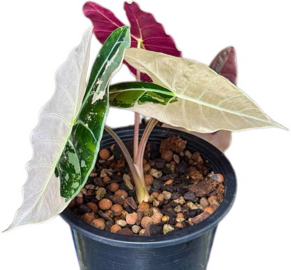 Alocasia longiloba 'Black satun Pink'