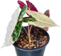 Alocasia longiloba 'Black satun Pink'
