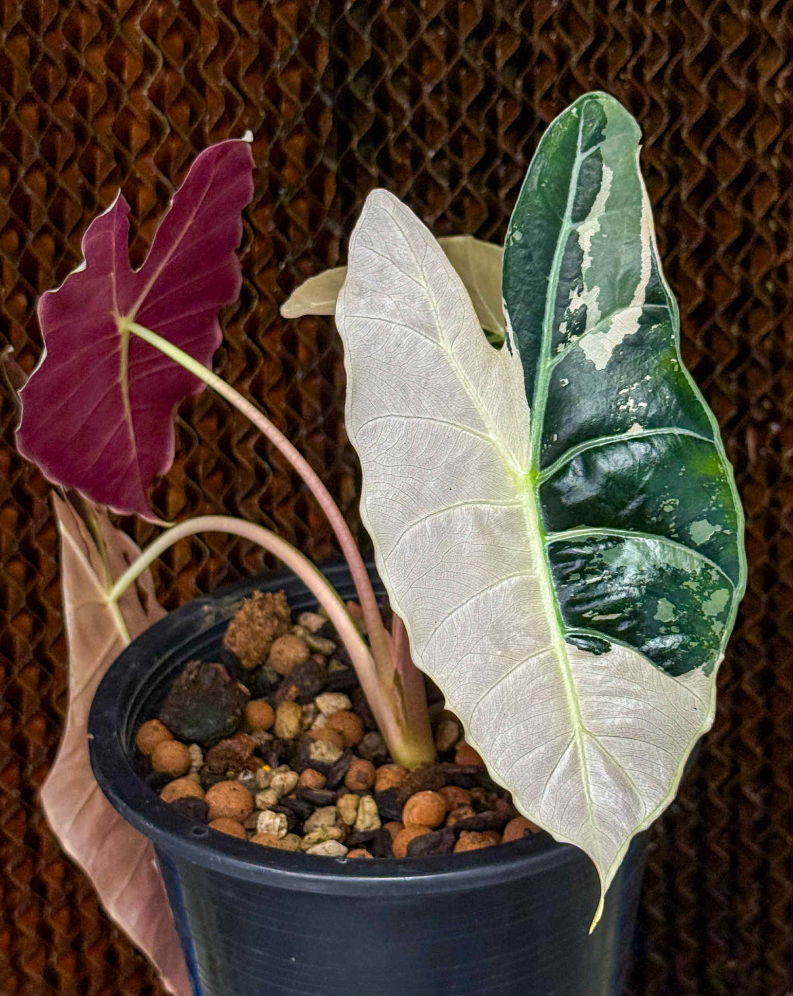 確認用アロカシア　ピンク斑入alocasia longiloba miq var セール】アロカシア・レギヌラ 'ブラックベルベット' ピンク
