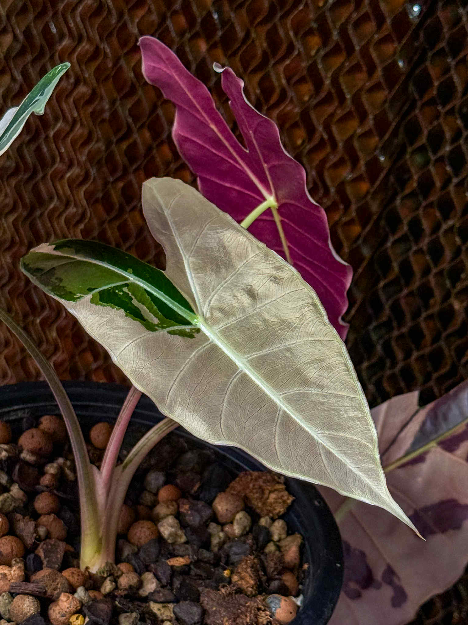 Buy Alocasia longiloba 'Blacksatun Pink' | Thailand Export