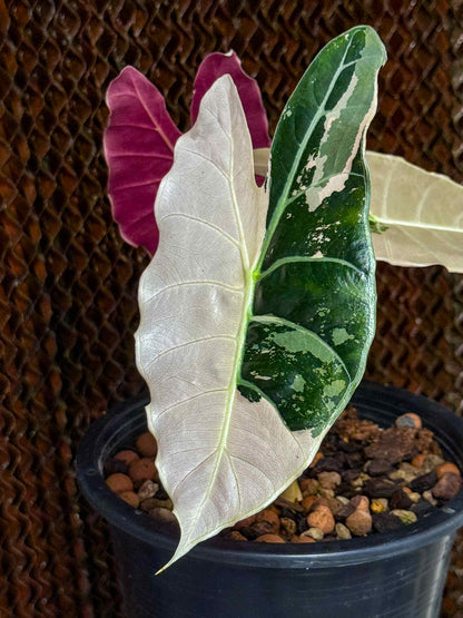 Alocasia longiloba 'Black satun Pink'