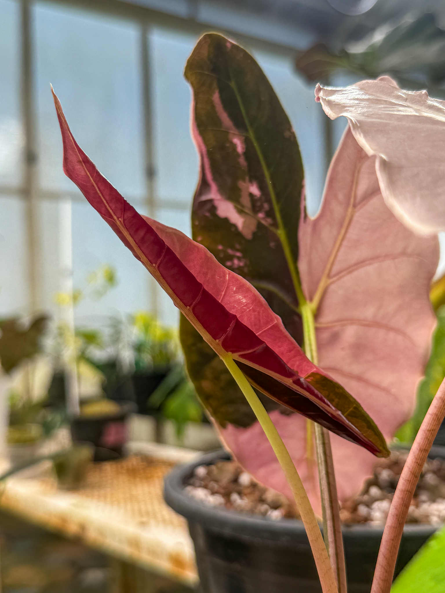 Buy Alocasia longiloba 'Blacksatun Pink' | Thailand Export
