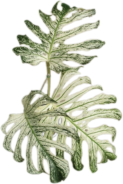 MONSTERA Deliciosa “DEVIL MONSTER”