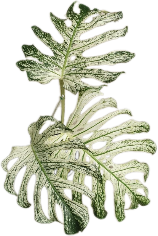 MONSTERA Deliciosa “DEVIL MONSTER”