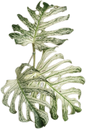 MONSTERA Deliciosa “DEVIL MONSTER”