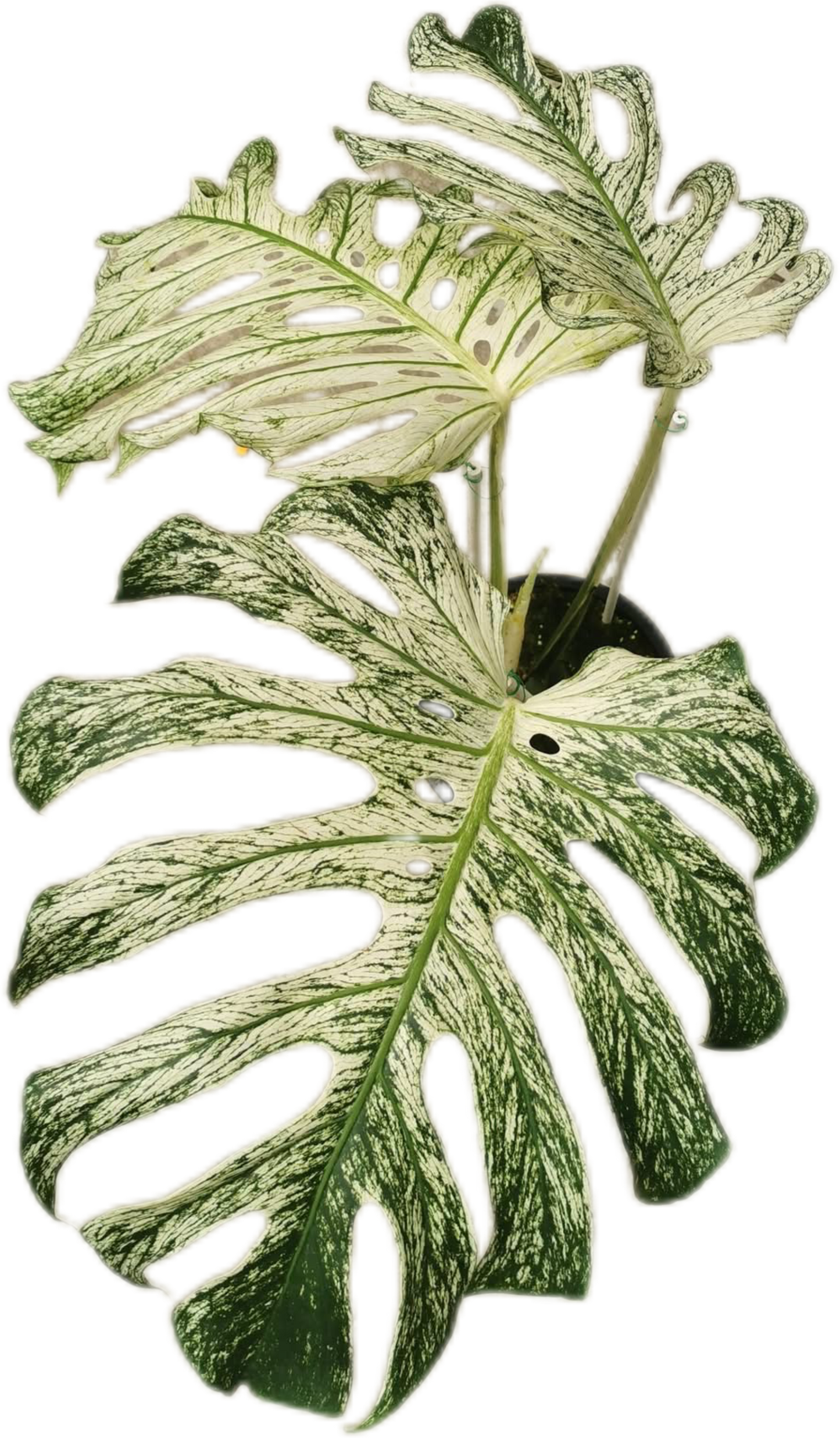 MONSTERA Deliciosa “DEVIL MONSTER”