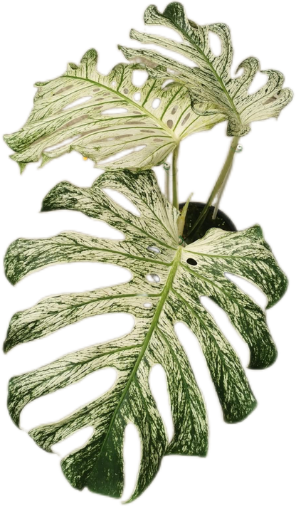 MONSTERA Deliciosa “DEVIL MONSTER”