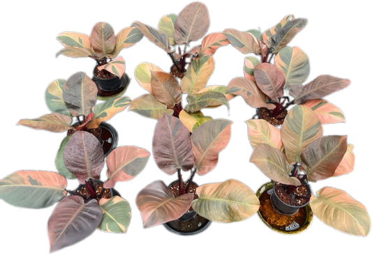 Philodendron Black Cardinal Variegated (no. 2) Big Size