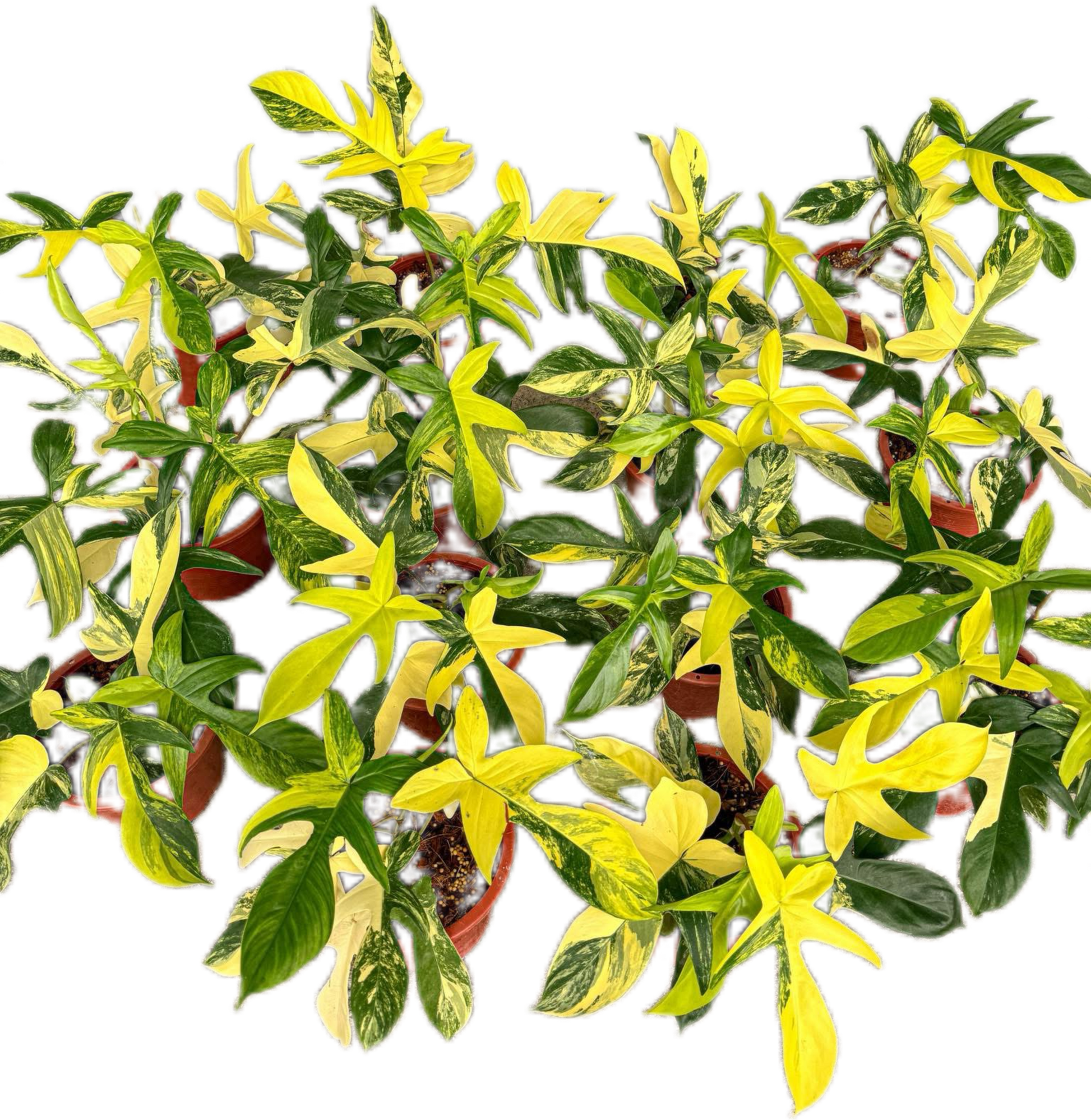 Philodendron Florida Beauty Variegated Wholesale Set of 10 Plants 