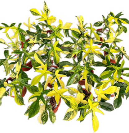 Philodendron Florida Beauty Variegated Wholesale Set of 10 Plants 