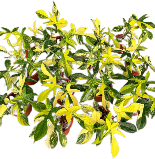 Philodendron Florida Beauty Variegated Wholesale Set of 10 Plants 