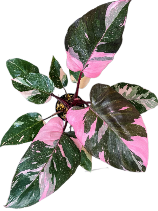 Philodendron Pink Princess King Marble Set of 10 plants