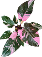 Philodendron Pink Princess King Marble Set of 10 plants