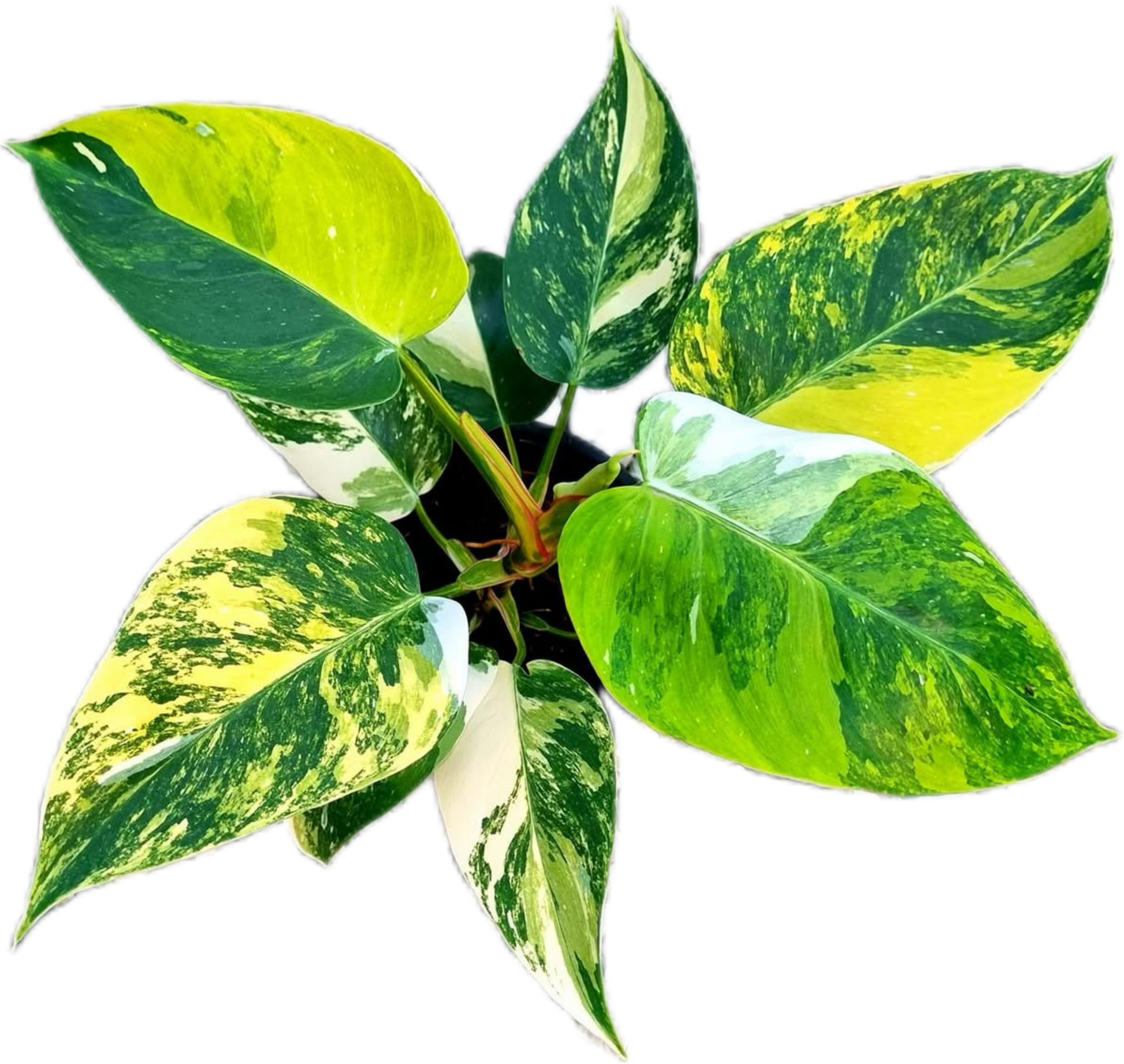 tricolor white princess philodendron Buy Philodendron White Princess Tricolor