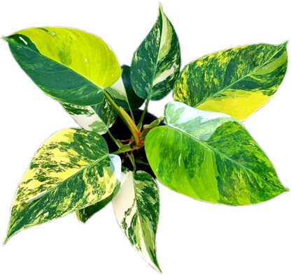 Philodendron White Princess Tricolor