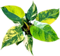 Philodendron White Princess Tricolor