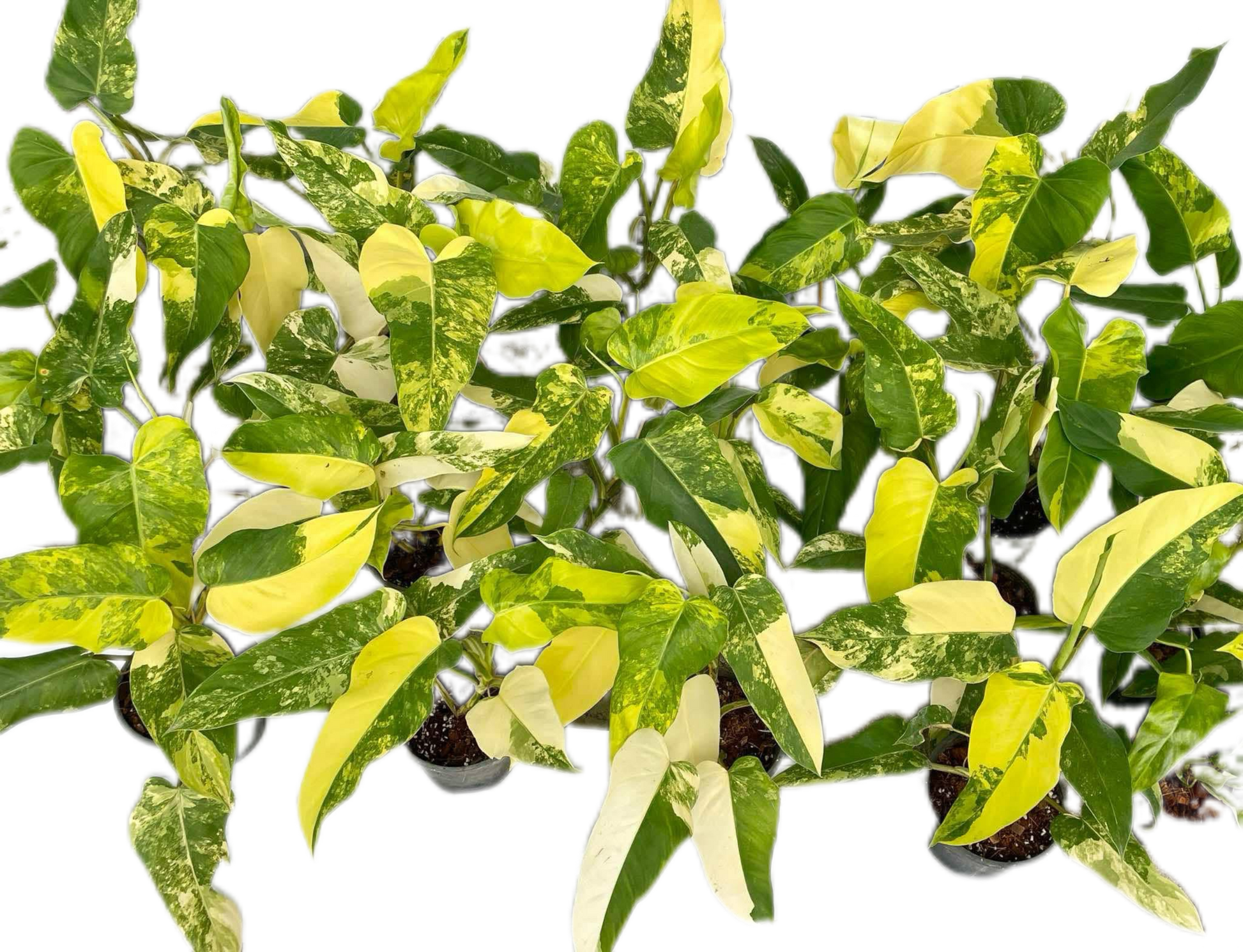 Philodendron Domesticum Variegated Wholesale Set of 10 Plants 