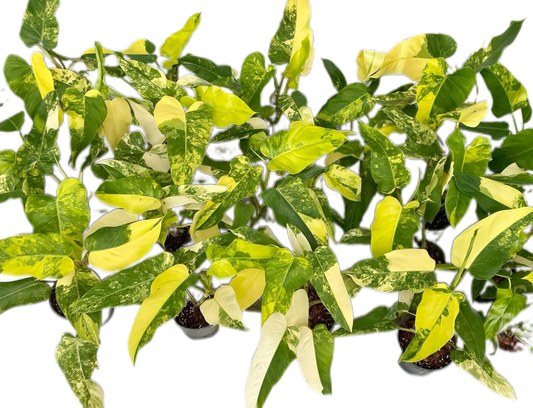 Philodendron Domesticum Variegated Wholesale Set of 10 Plants 