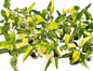 Philodendron Domesticum Variegated Wholesale Set of 10 Plants 
